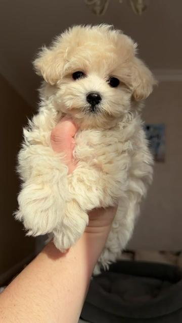 @Maltipoo Puppy Place