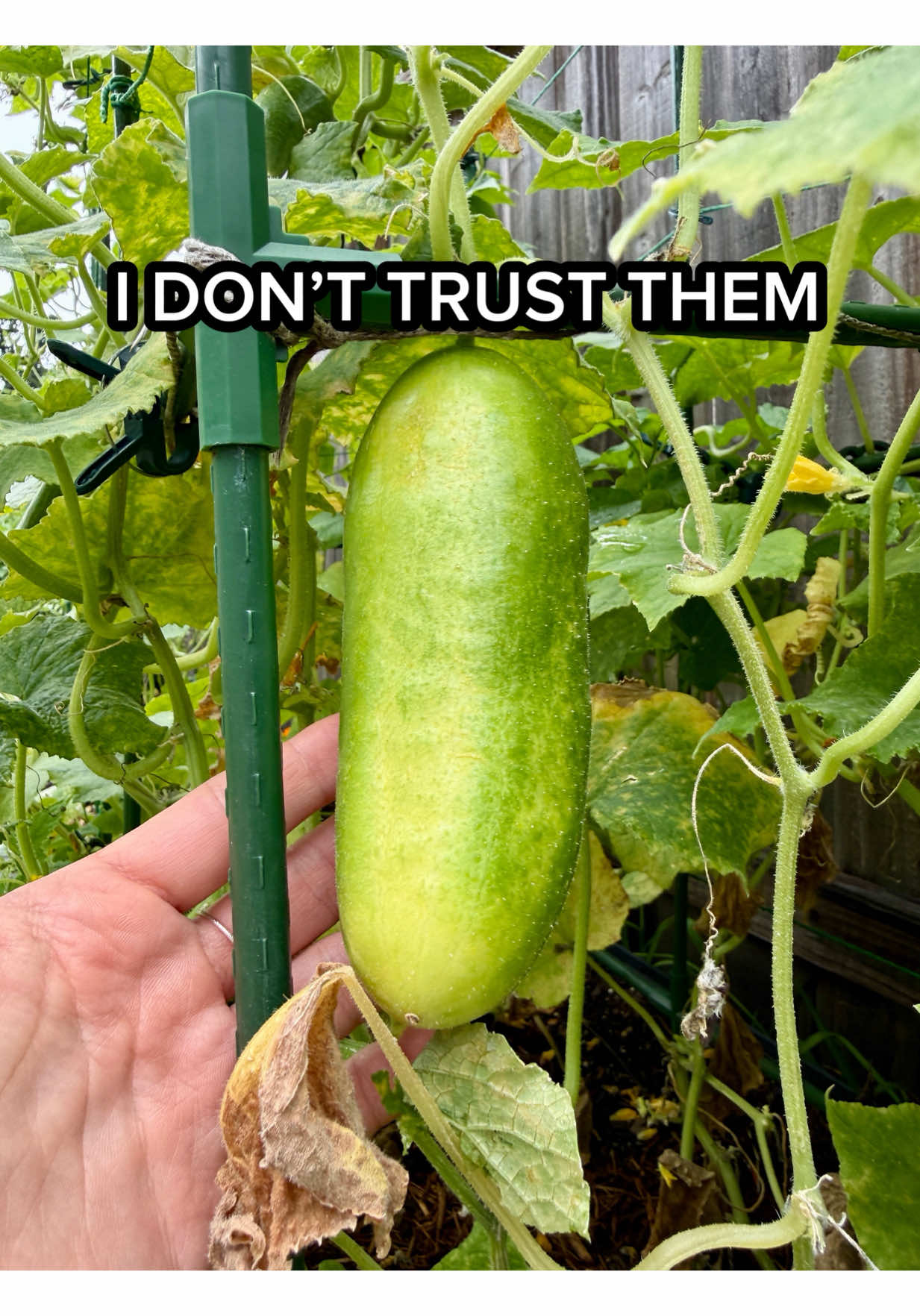 @Sara’s Bites 🌱