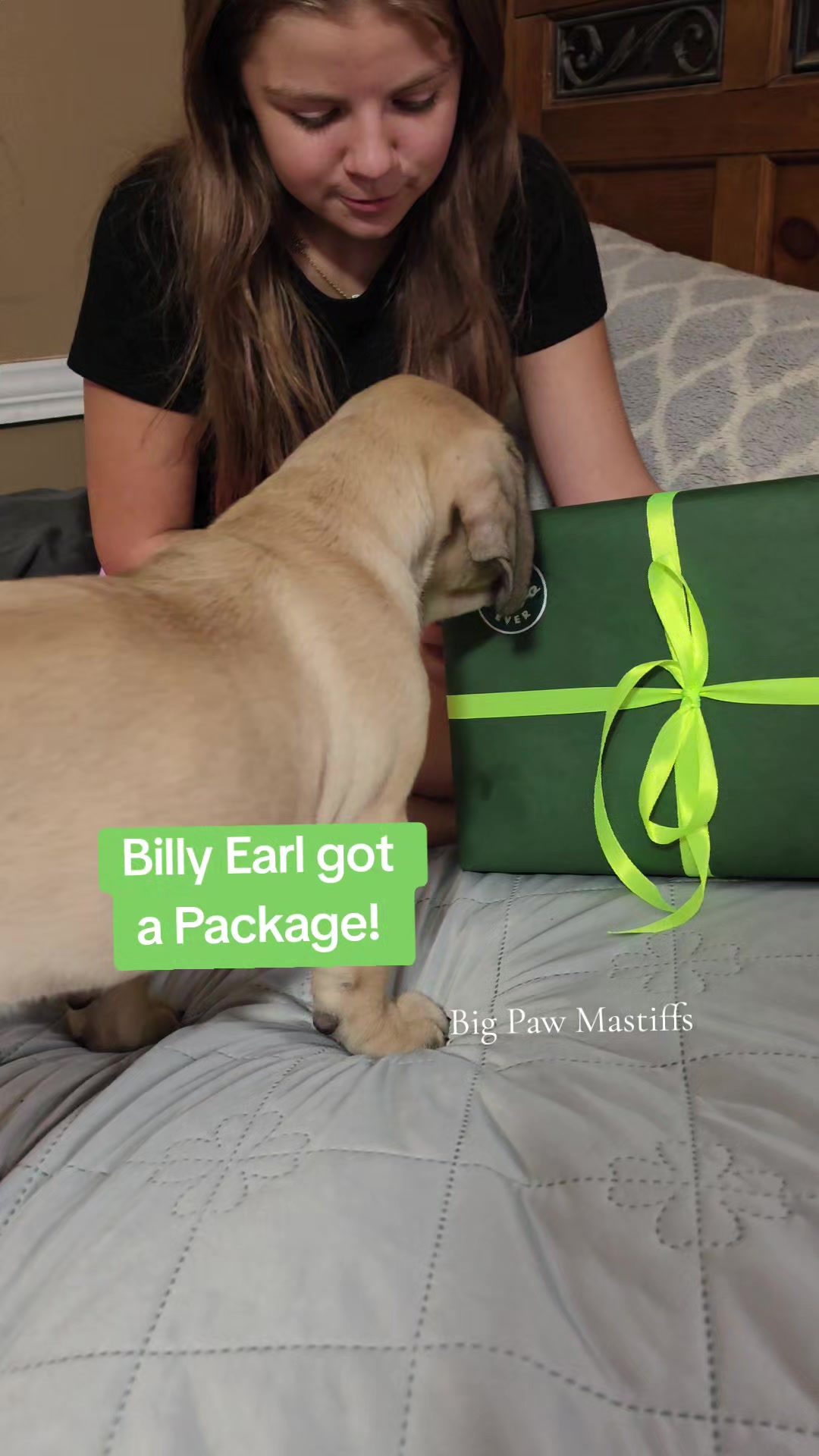 @Big Paw Mastiffs