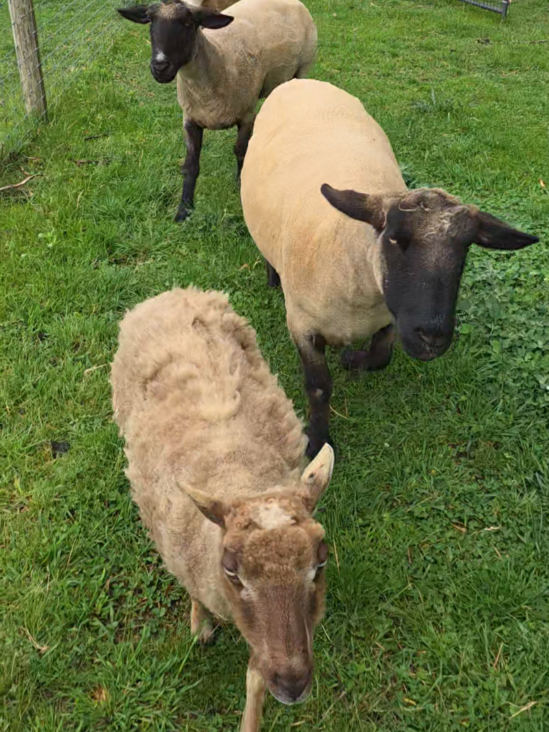 @HarmonyHillFarmSanct