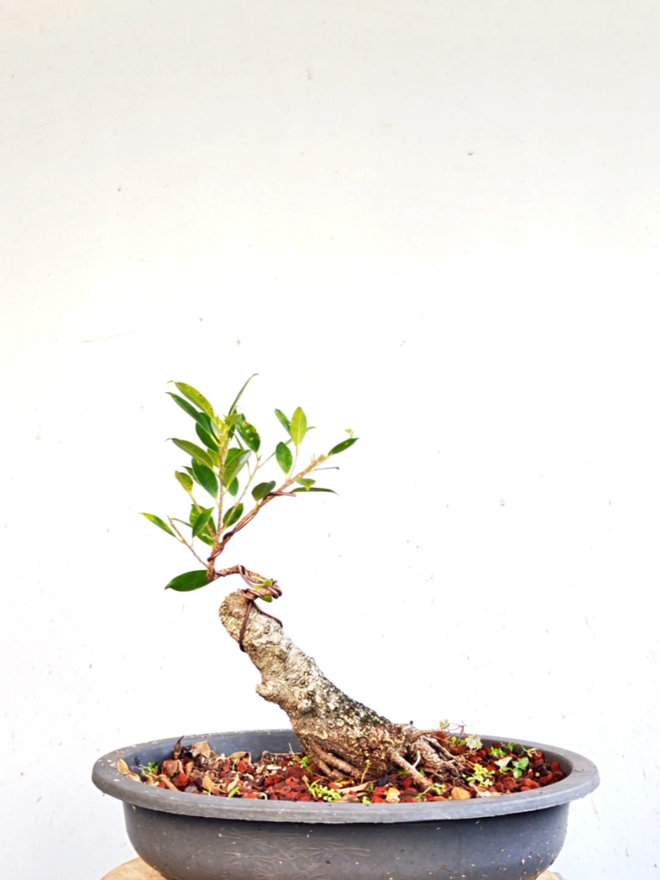 @Bryan Loves Bonsai