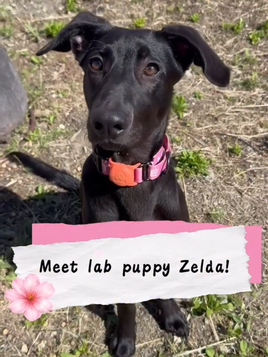@Oakland Animal Services