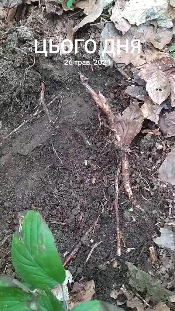@Маківка-Броди