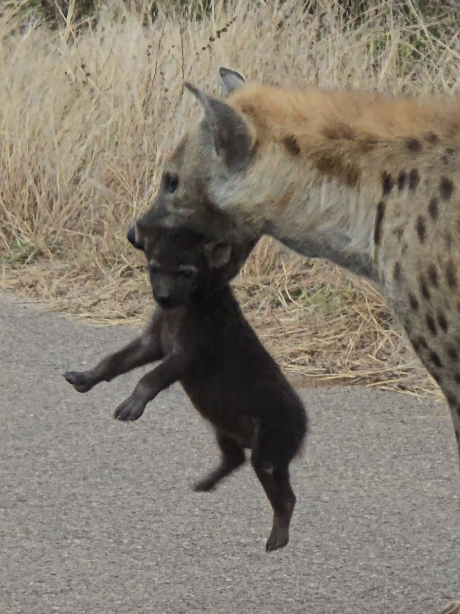 @KPS Safaris and Tours