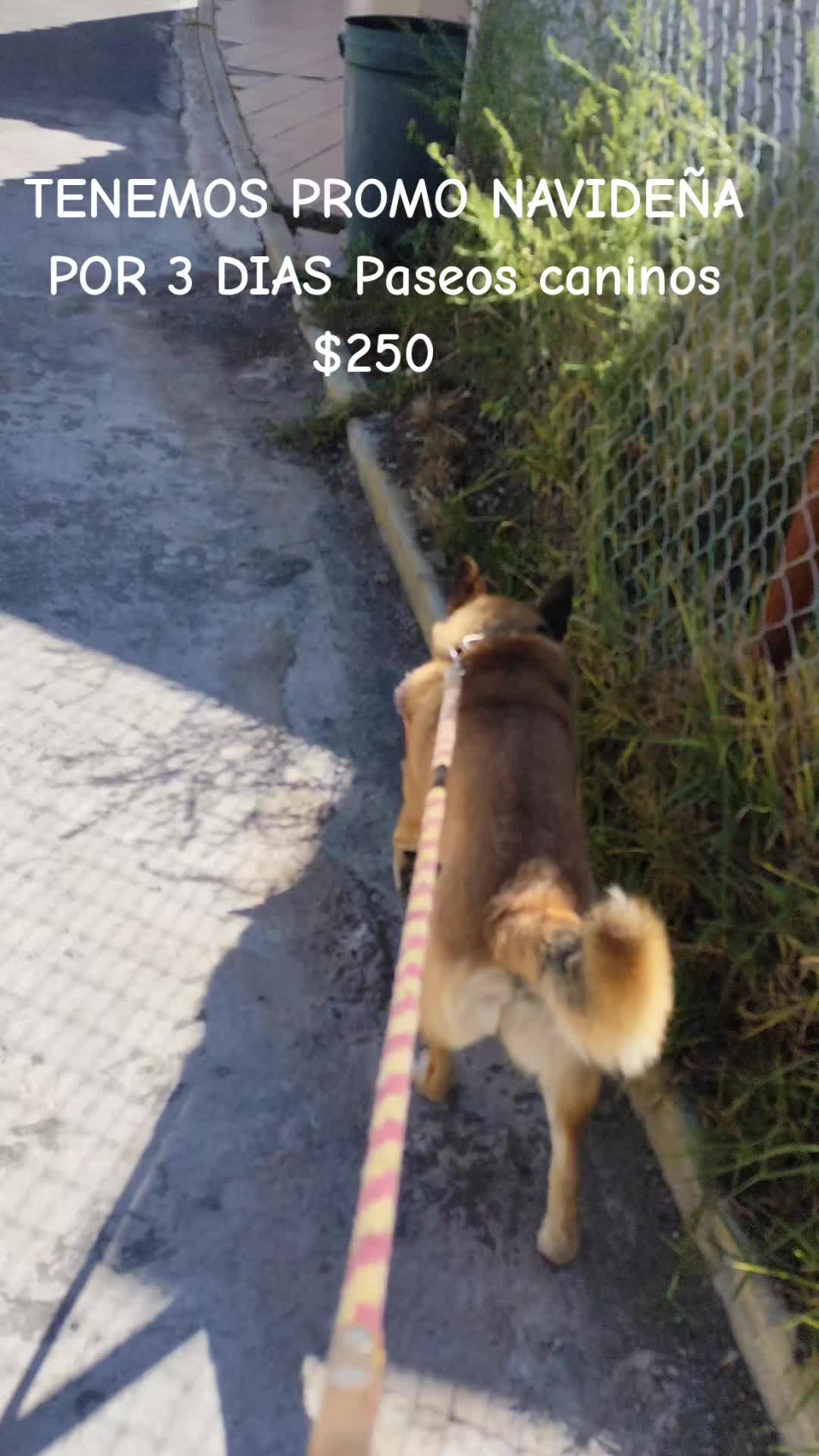 @DogWalkZacatecas♥️🐕🦺🌟