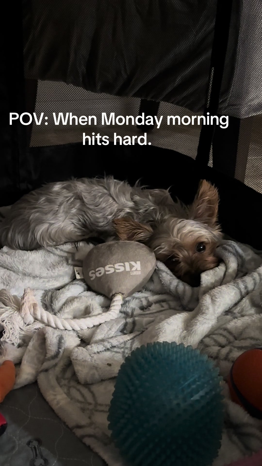 @Penny the Yorkie
