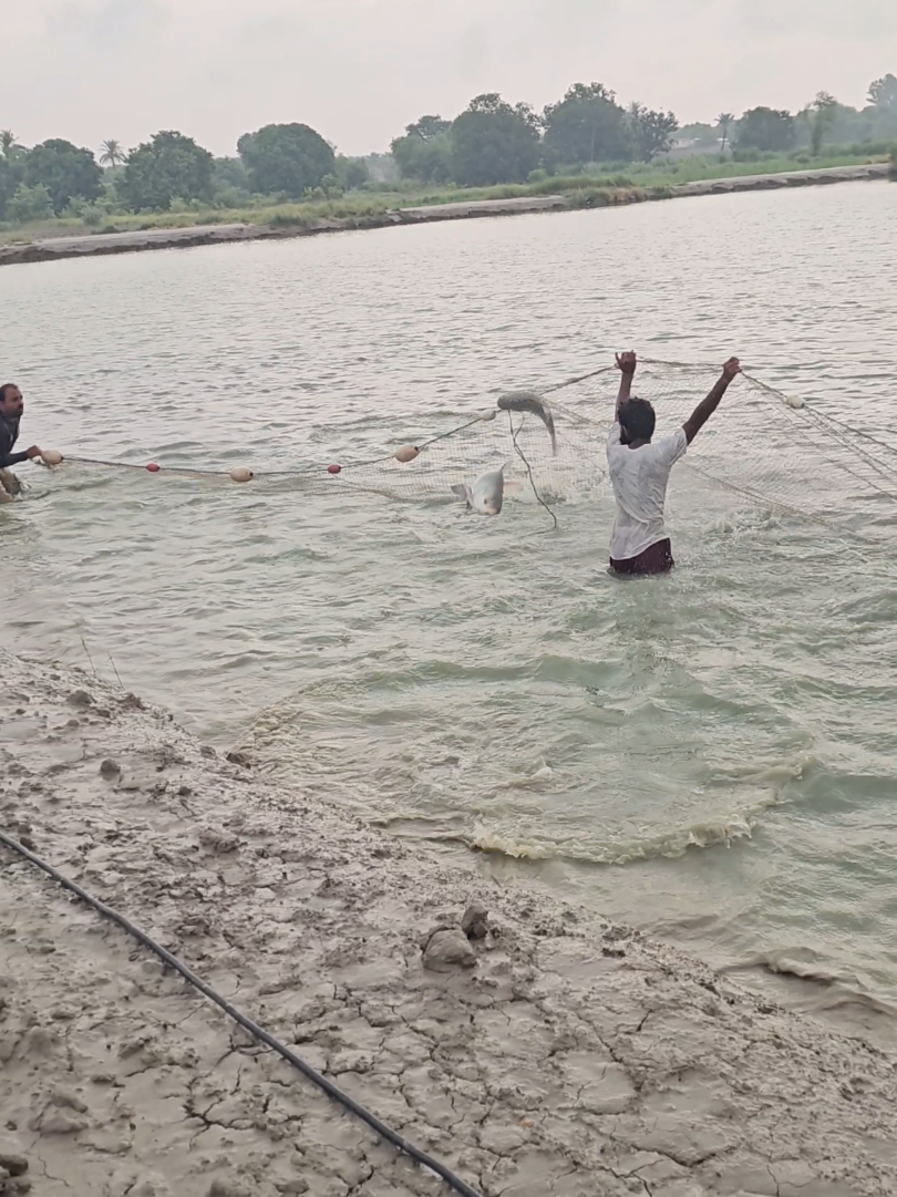 @fish catching video