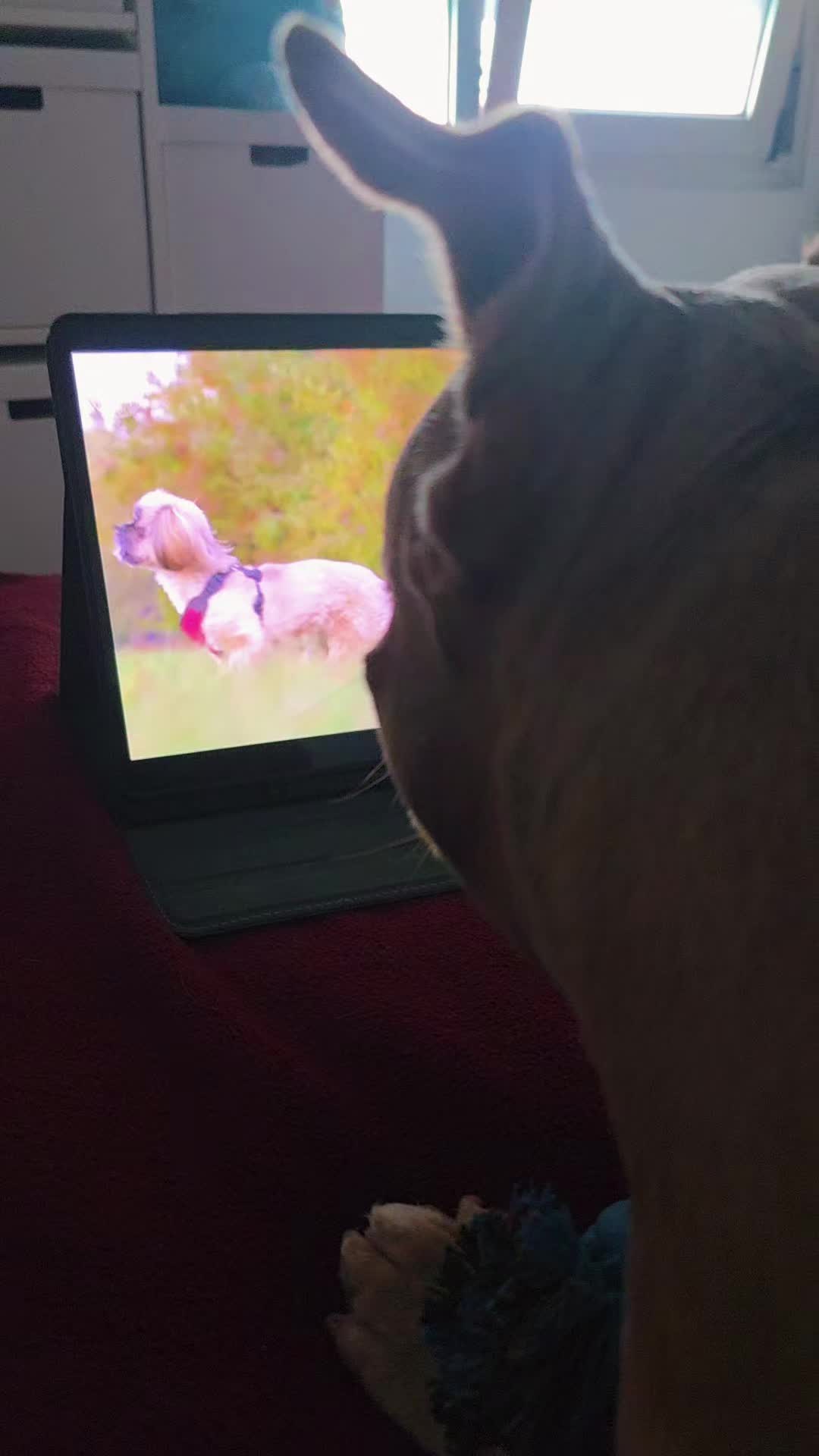 @Americanbully.Boyka
