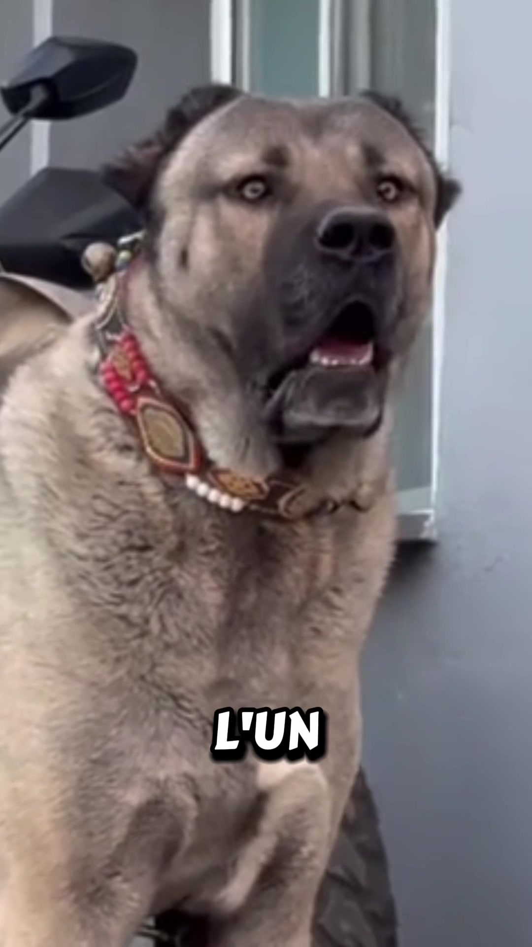 @Пушистики🐶