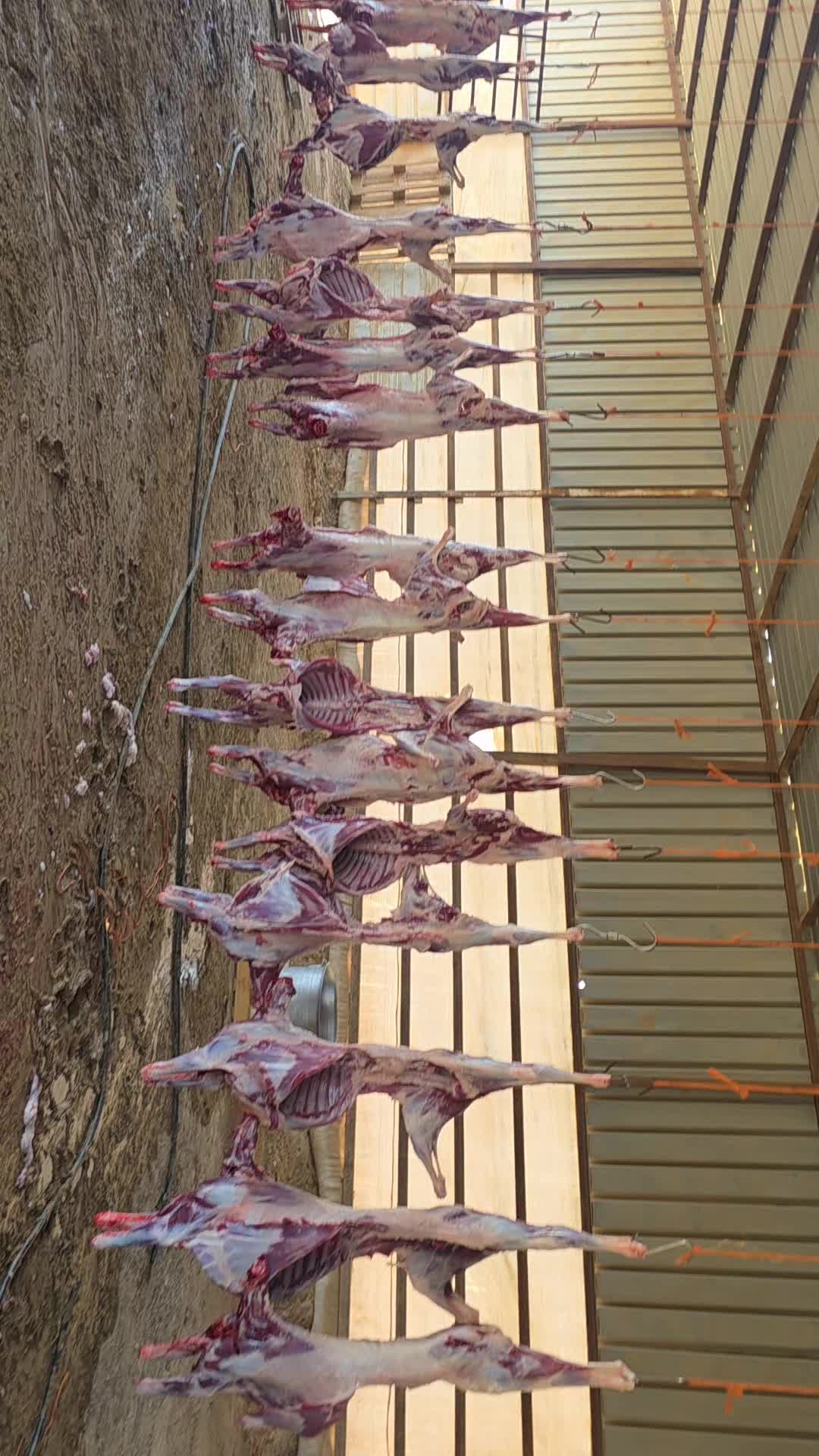 @رامي تبرنه