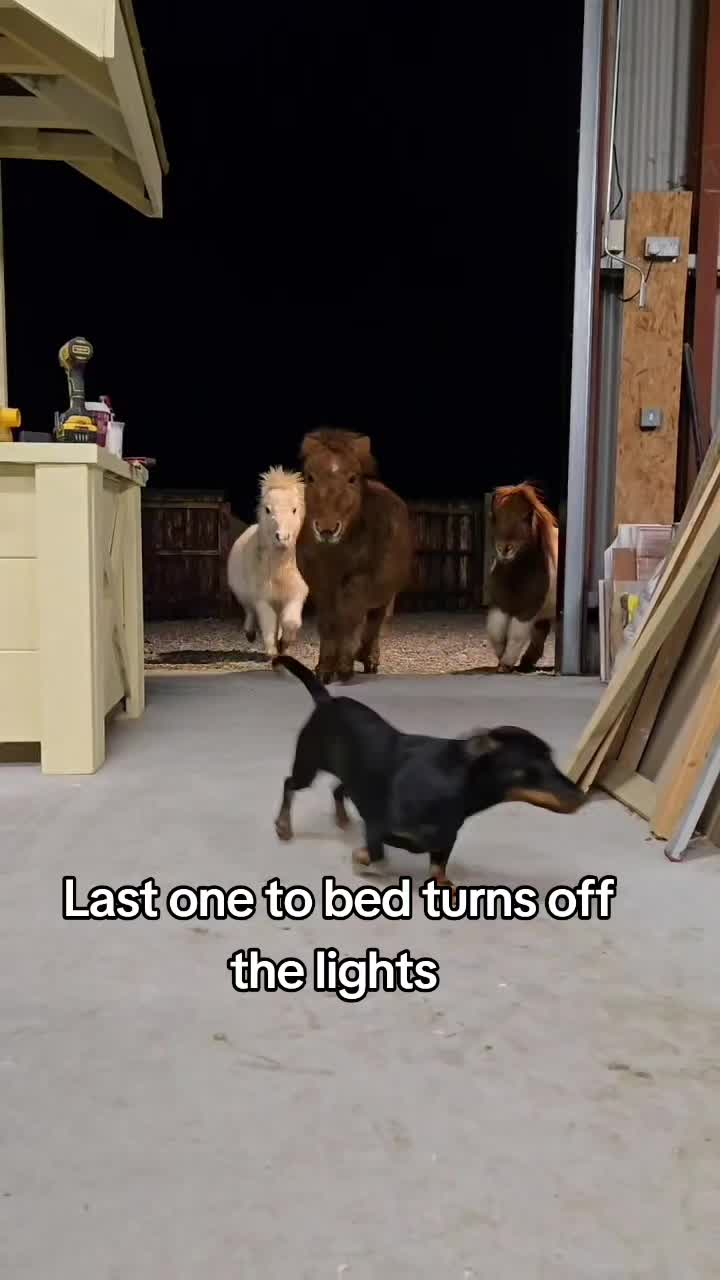 @BOB, TOFFY AND BAMBI