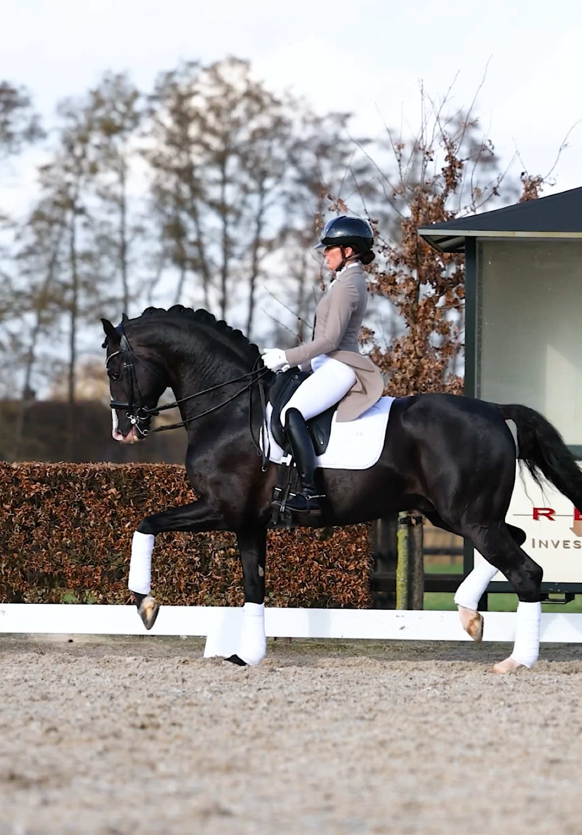 @Maximilian Equestrian