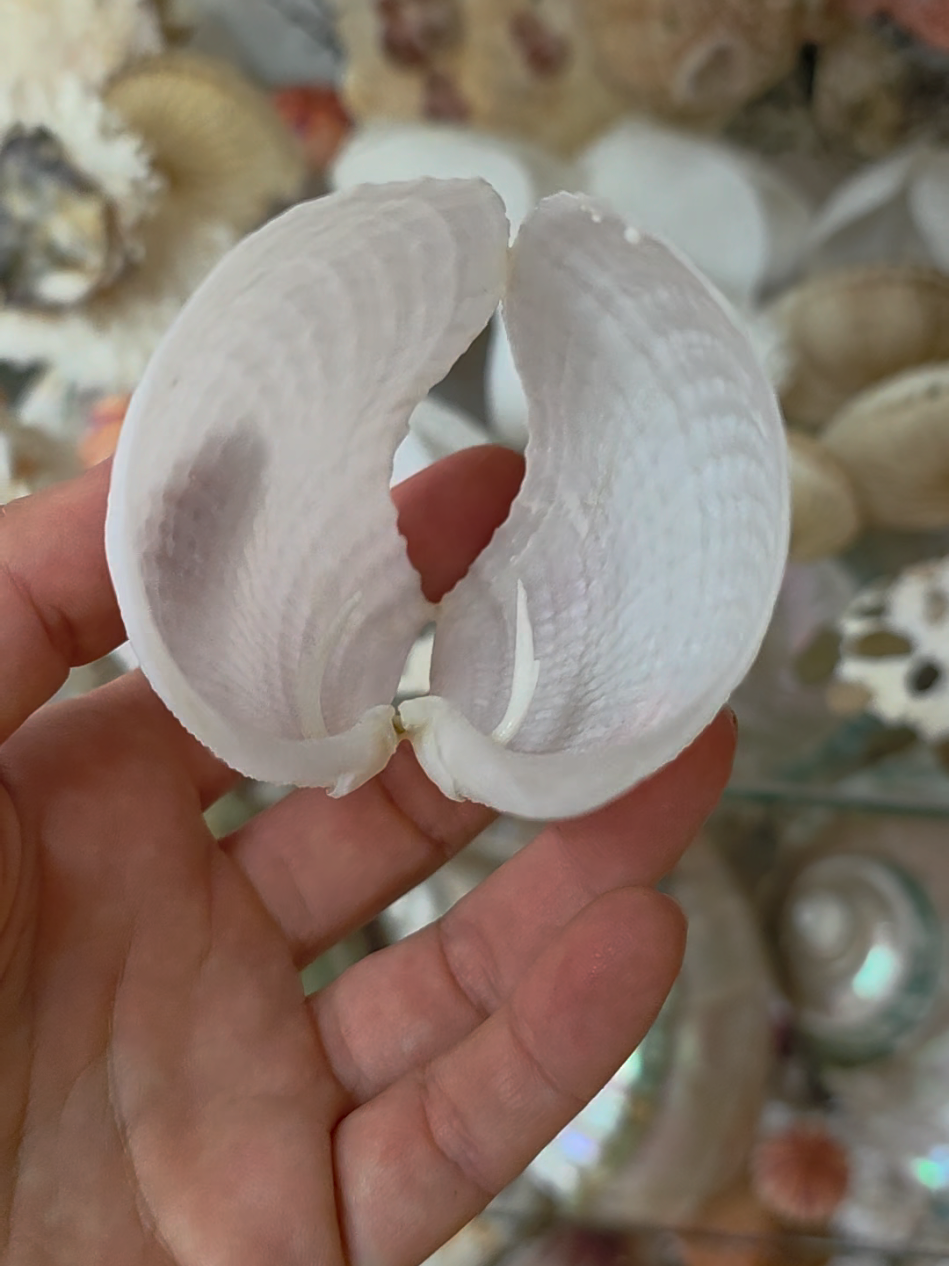 @Paris Shells Shop