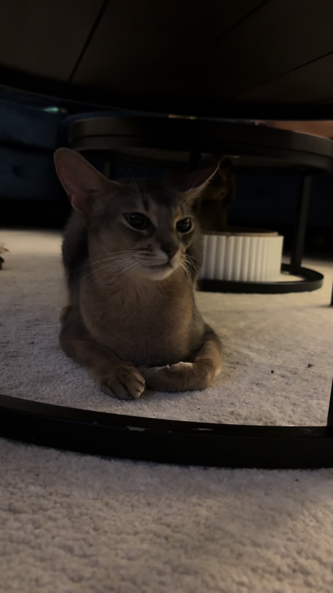 @Abyssinian cat UK