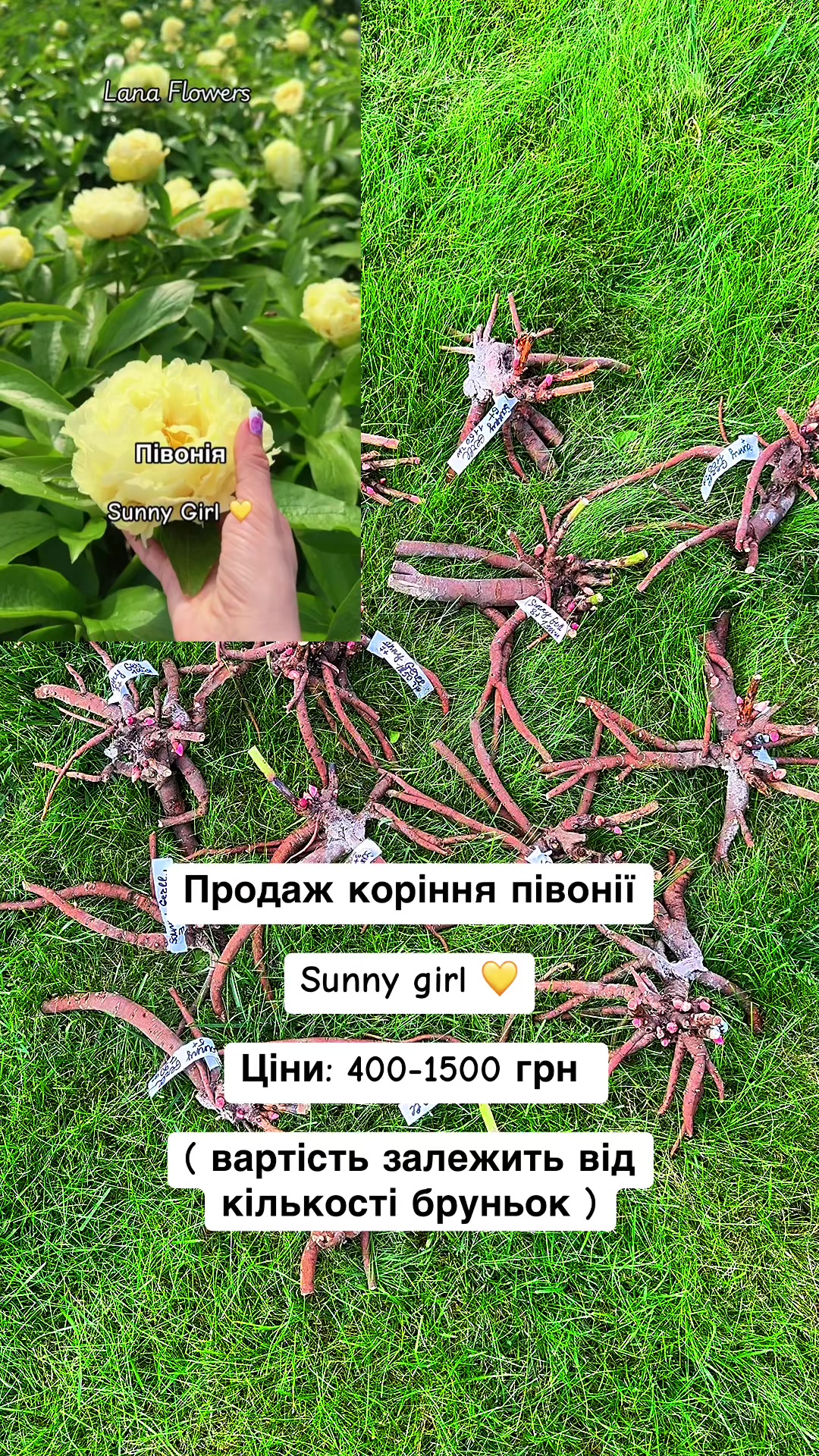 @Lana_Flowers
