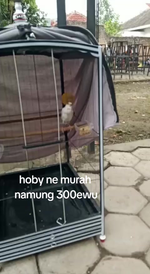 @🇲🇨Diaz CANARY