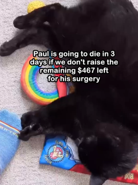 @Saving Paul the brave Cat!