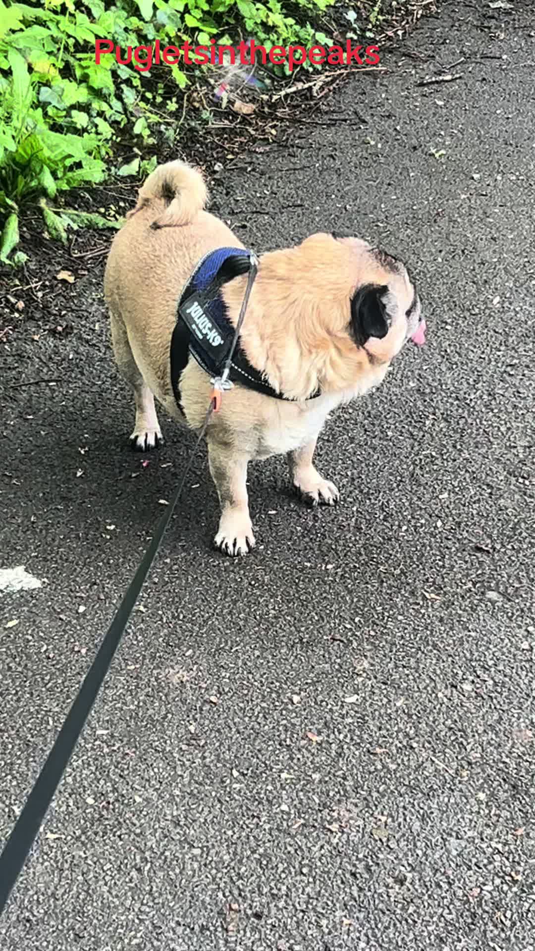 @Puglets in the peaks