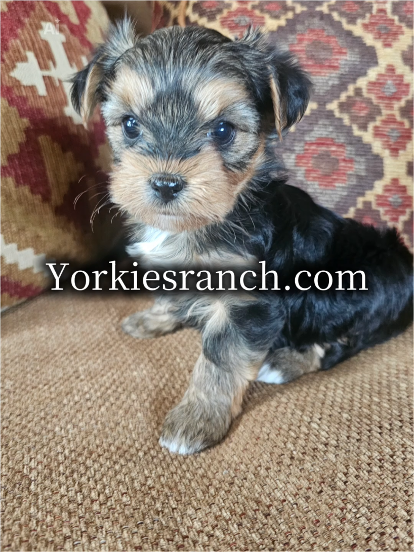 @yorkiesranch com