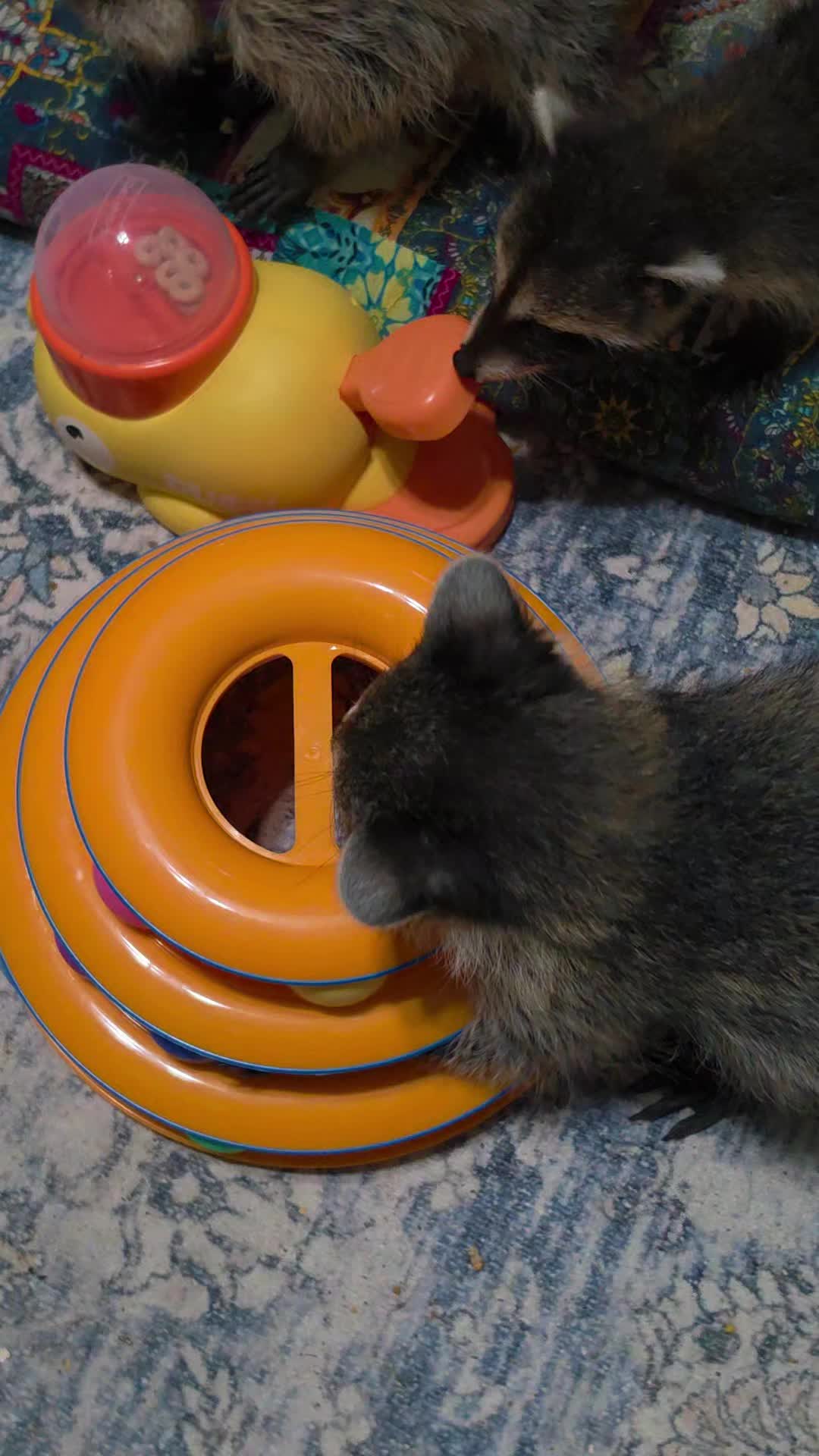 @Little Bit Wildlife Rescue