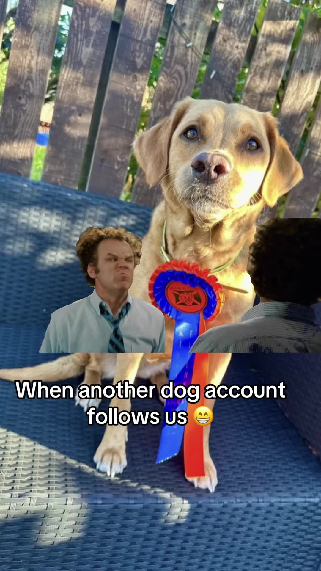 @Pawsitivity Flyball Team