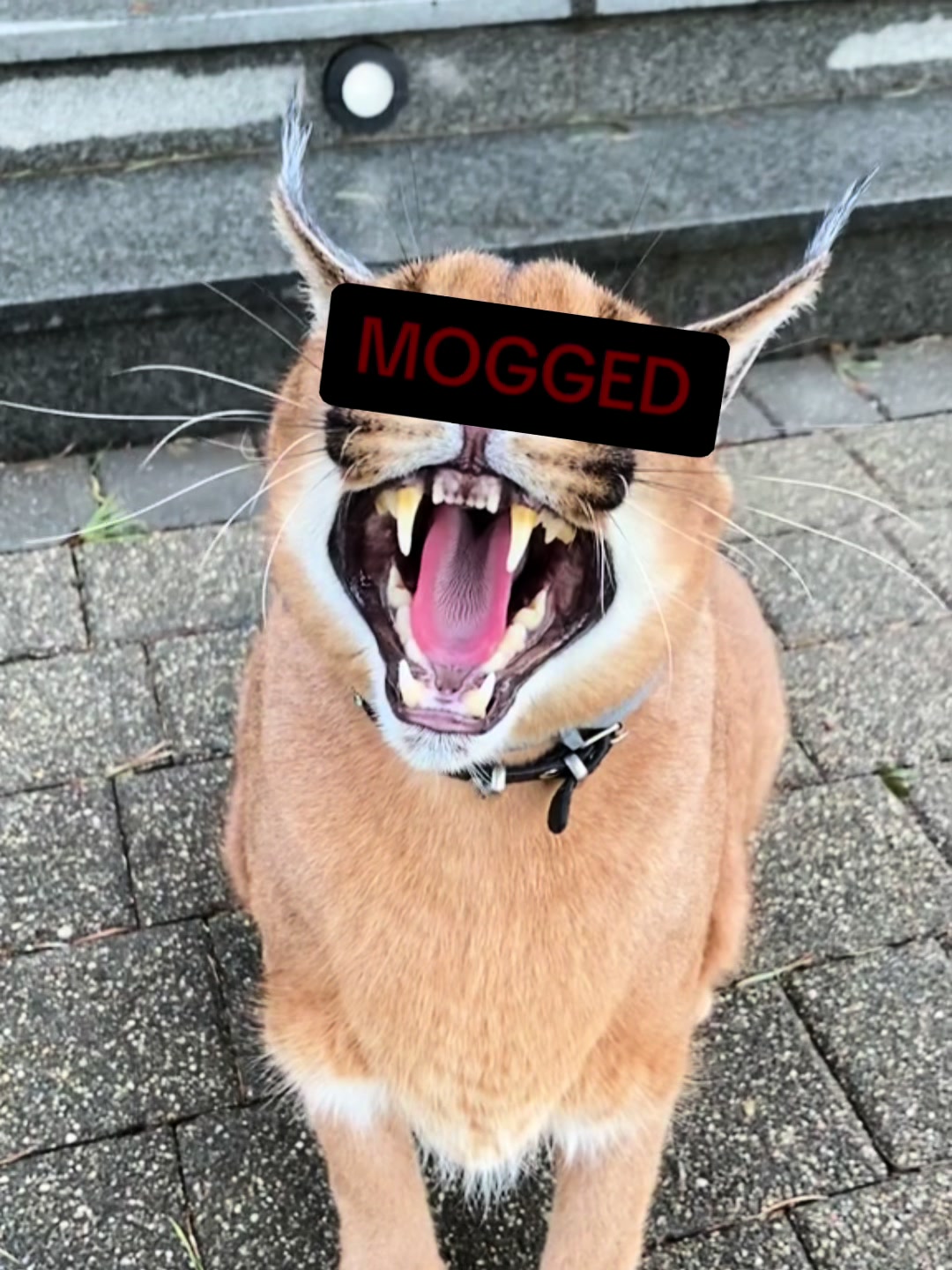 @Pumba Caracal