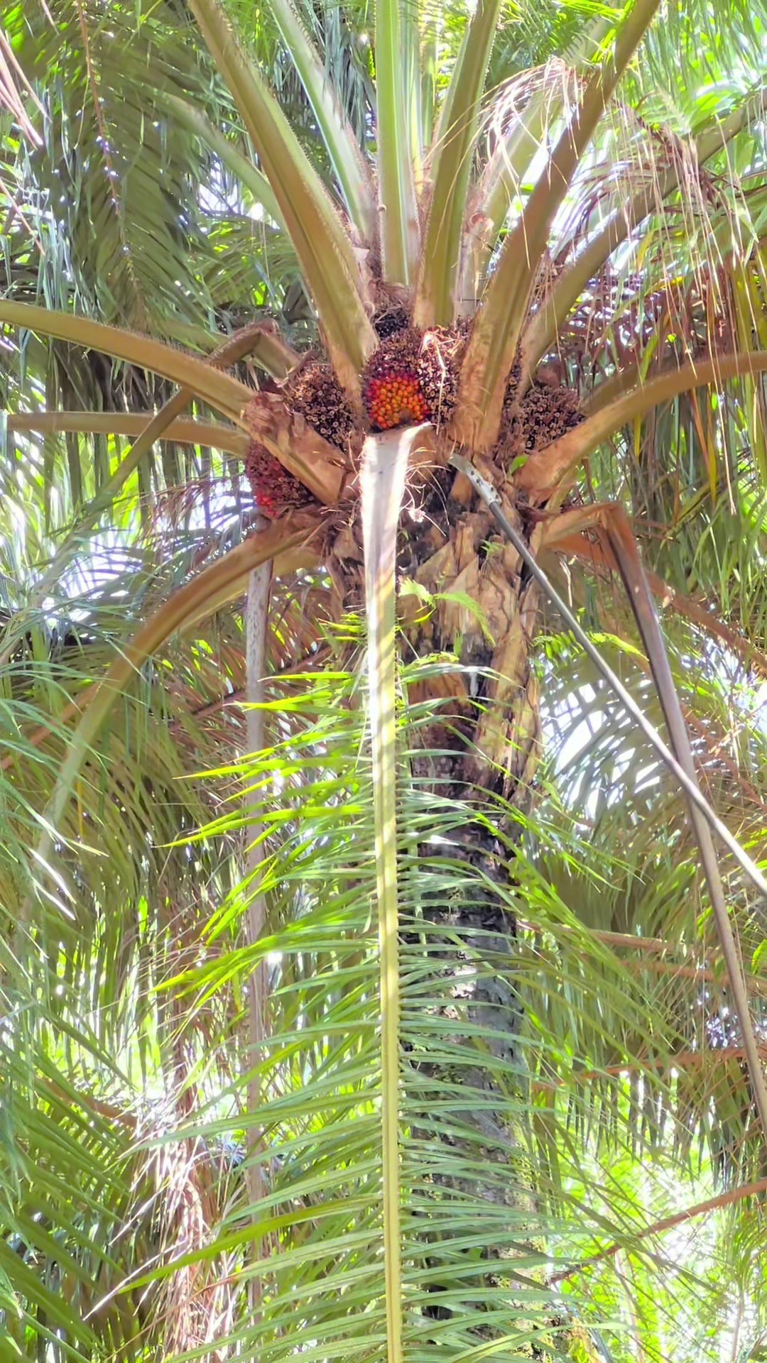 @Harry palm oil