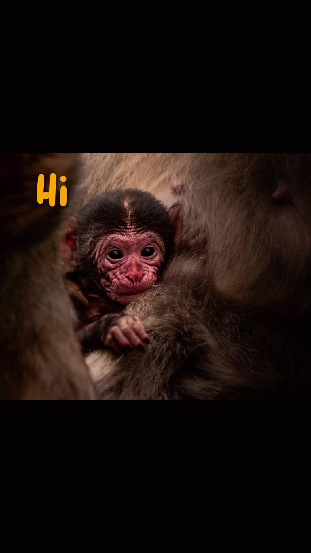 @Monkey Forest