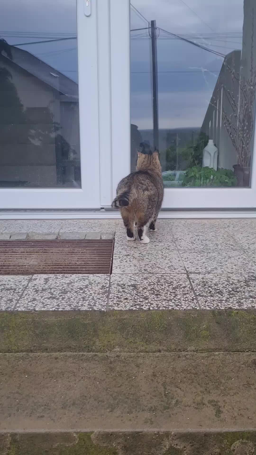 @Cat World