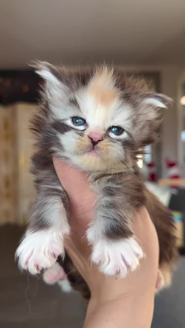 @Royal Mainecoon🇫🇷