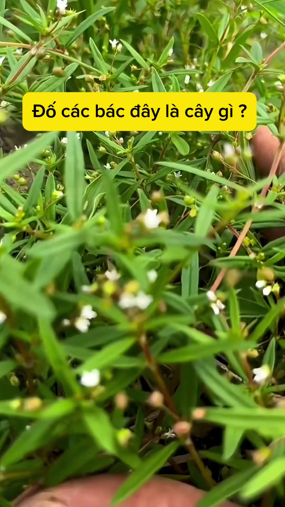@suckhoevang98