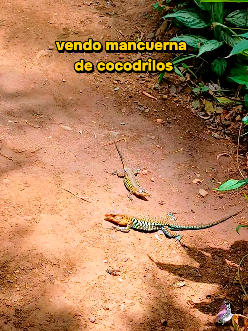@Escobarcomasagua