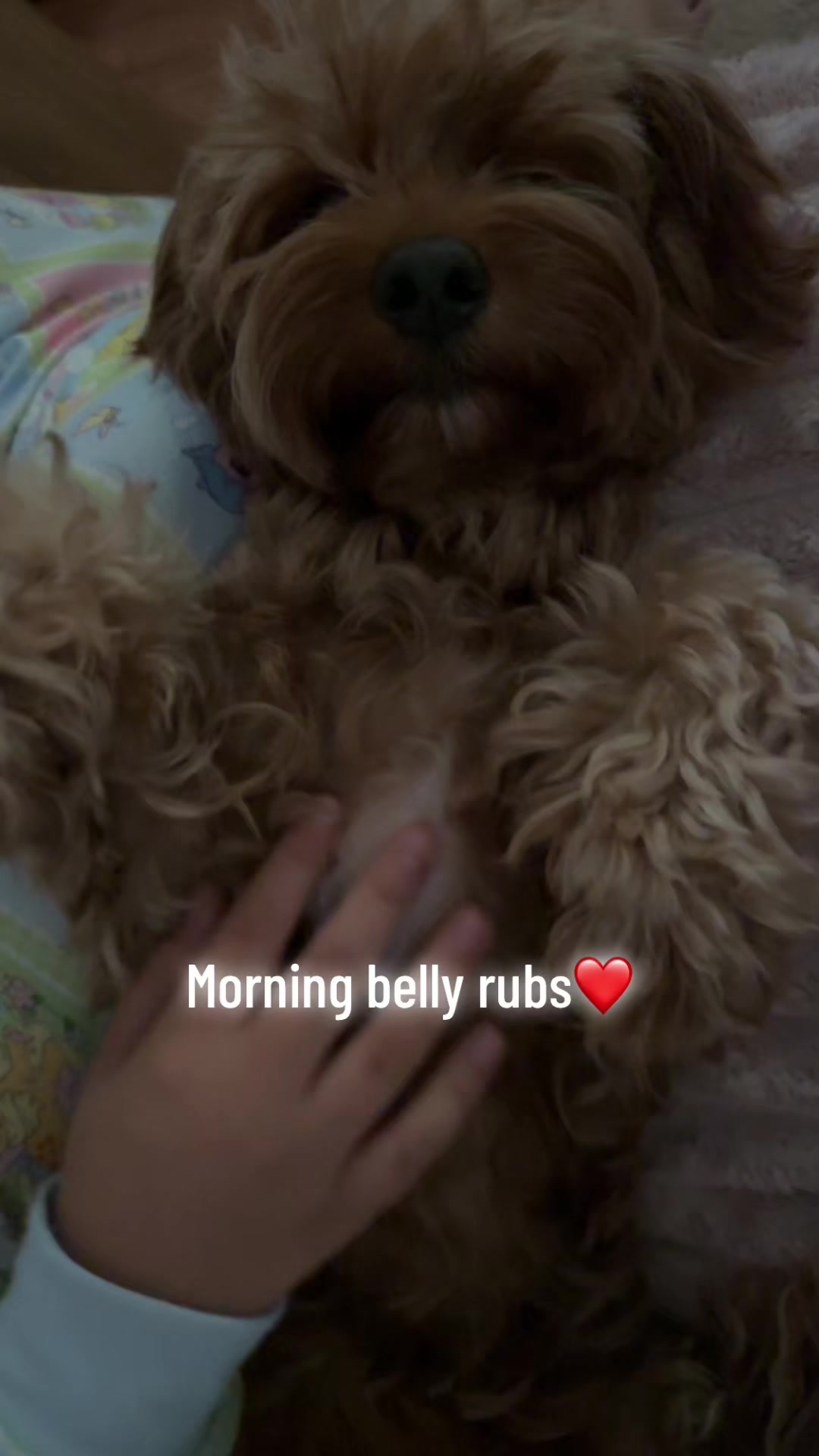 @Teddy the cutie pie