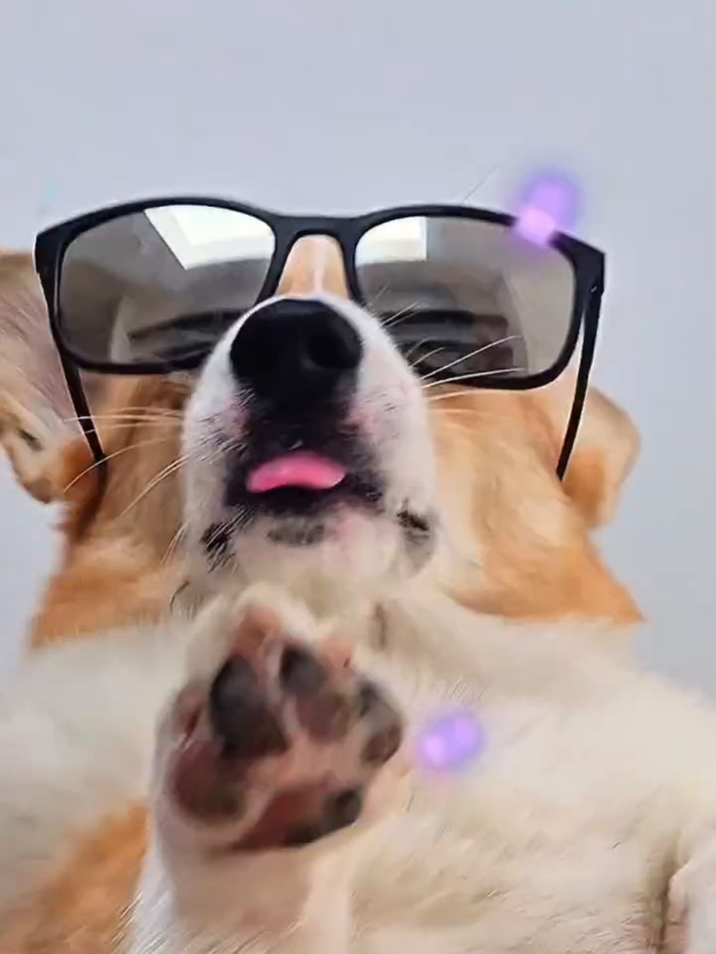 @Pocky the Corgi ๐ถ