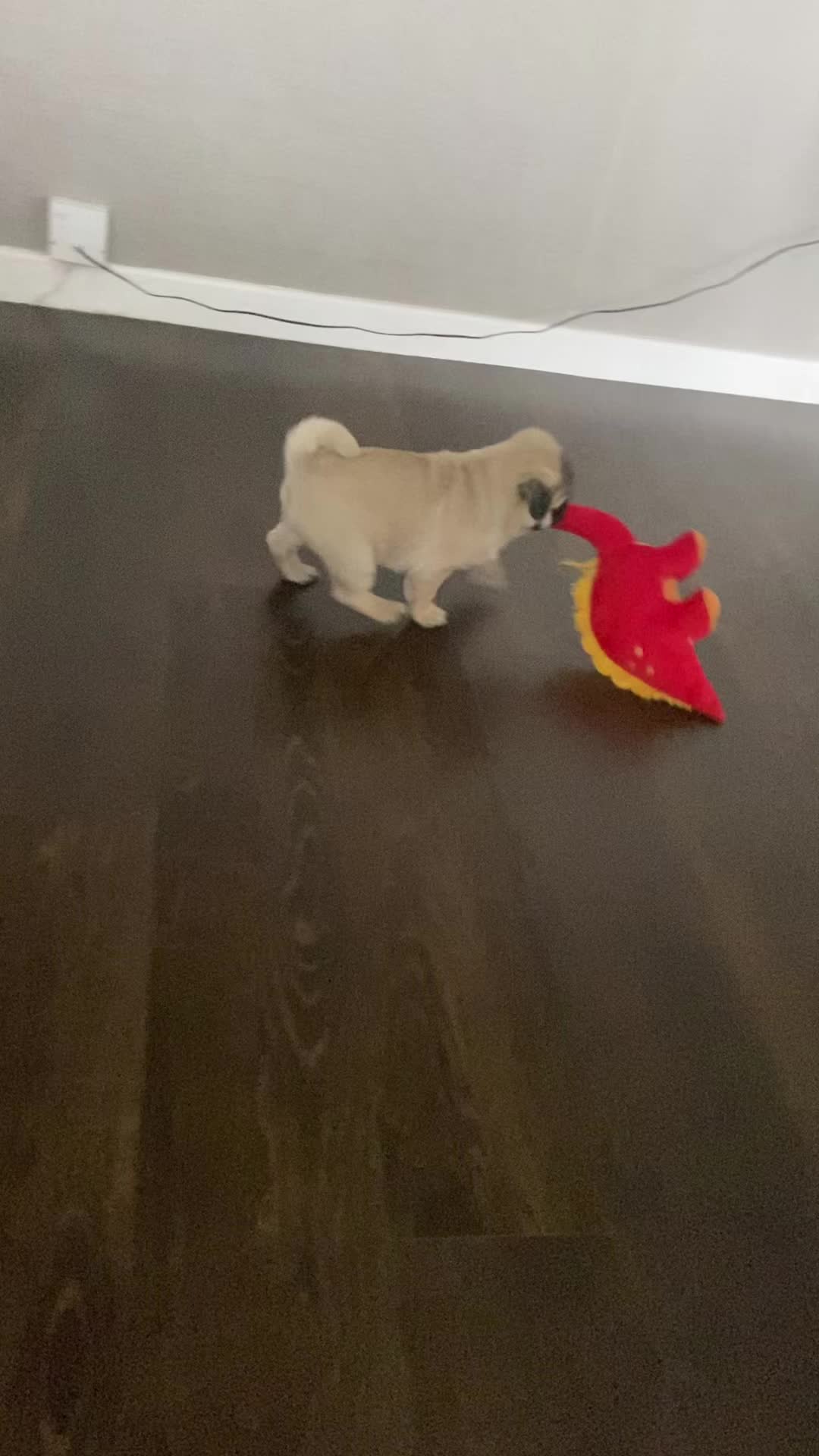 @Wee Winston The Pug