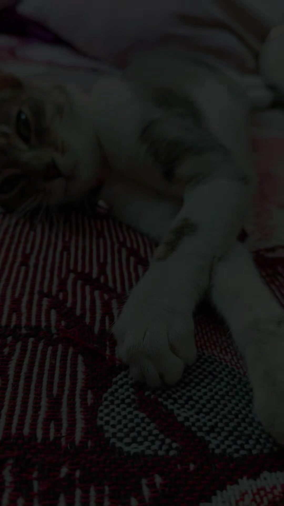 @𝐵𝑙𝑎𝑛𝑞𝑢𝑖𝑡𝑎🌷🩷