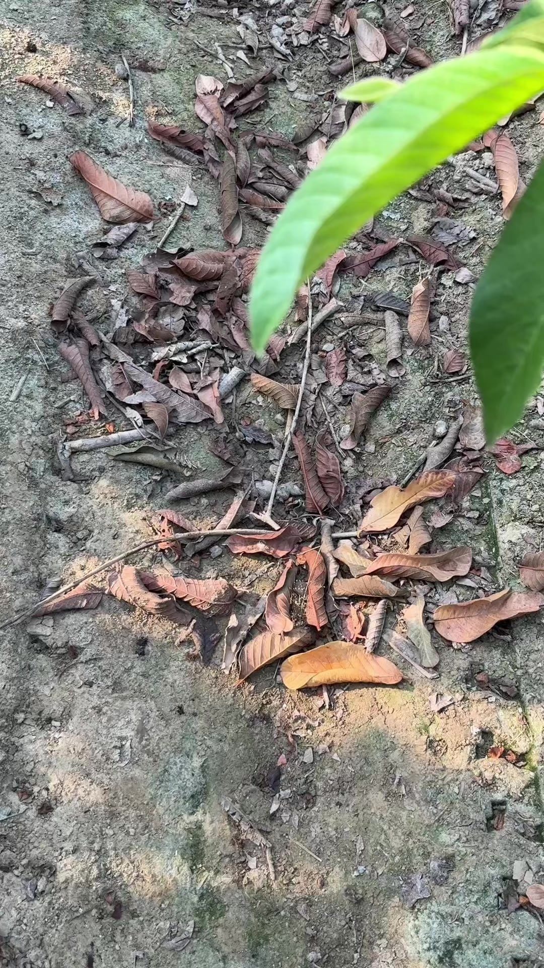 @滿幸福果園