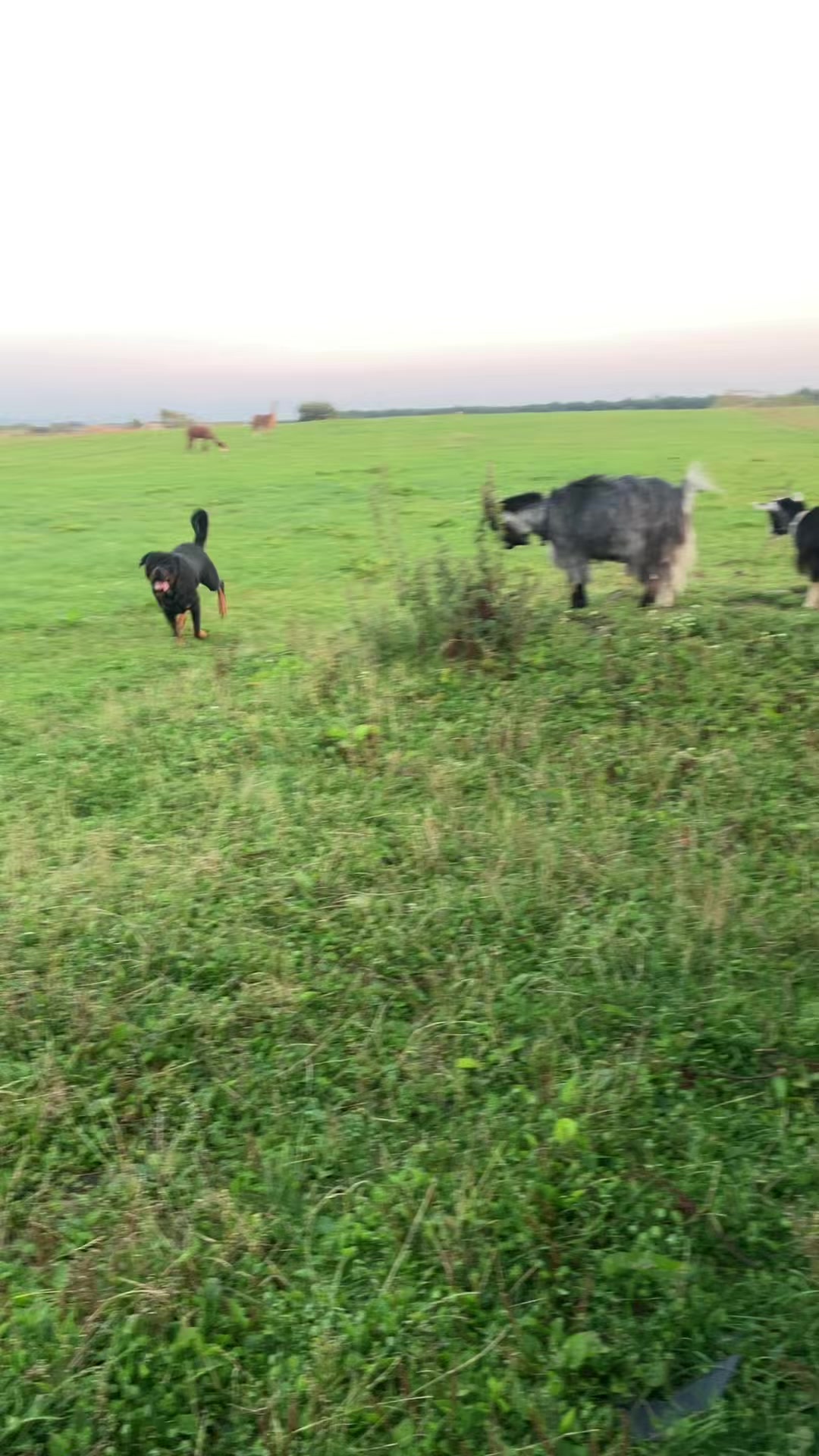 @Willowlanealpacas