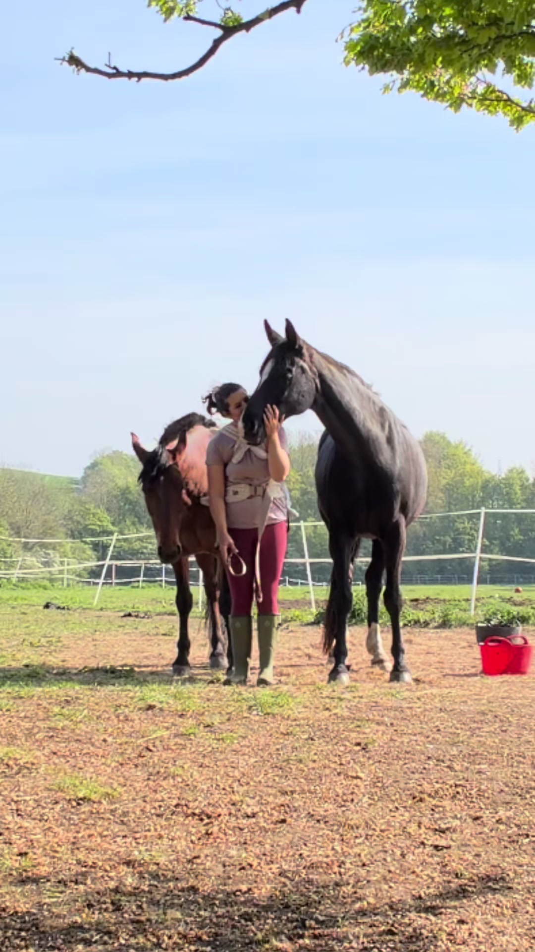 @Horses_with_Narni