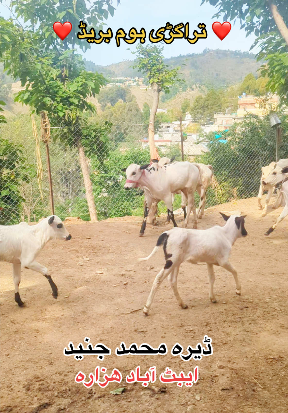 @محمد جنید (ایبٹ آباد)