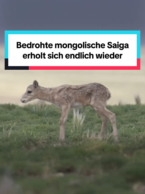 @WWF Schweiz
