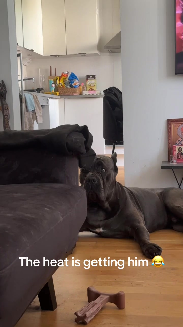 @CaneCorsoAres