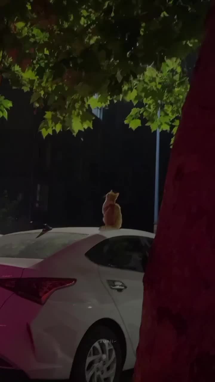@ᶻᵘⁿⁱⁱ~