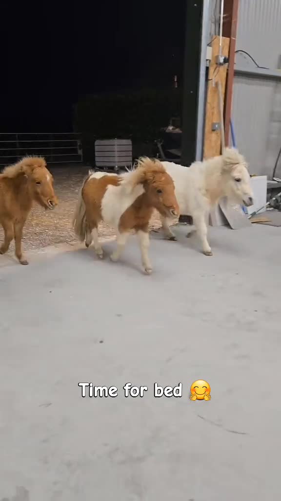 @BOB, TOFFY AND BAMBI