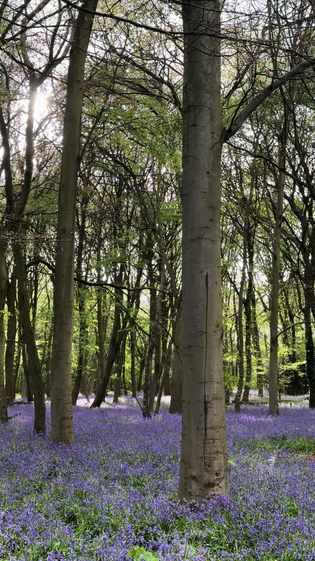 @rossross