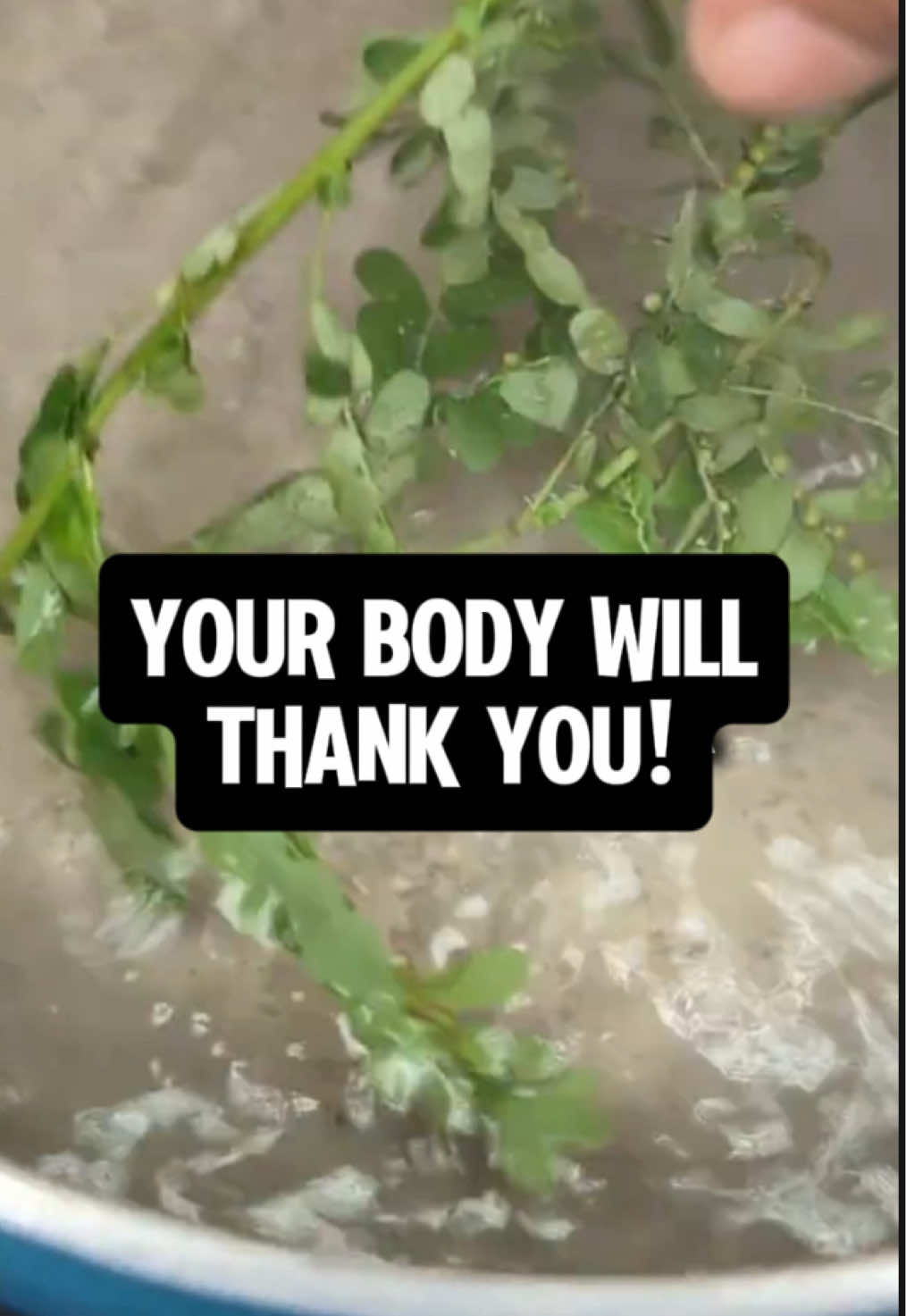 @MagicTree Superfoods