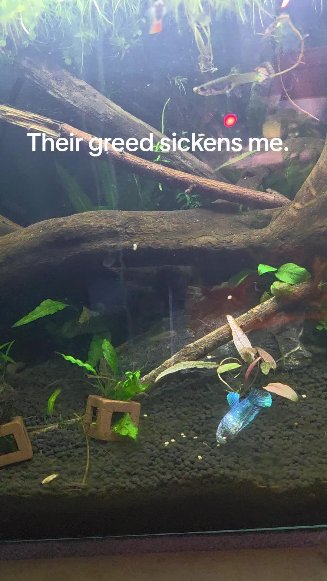 @ella aquatics