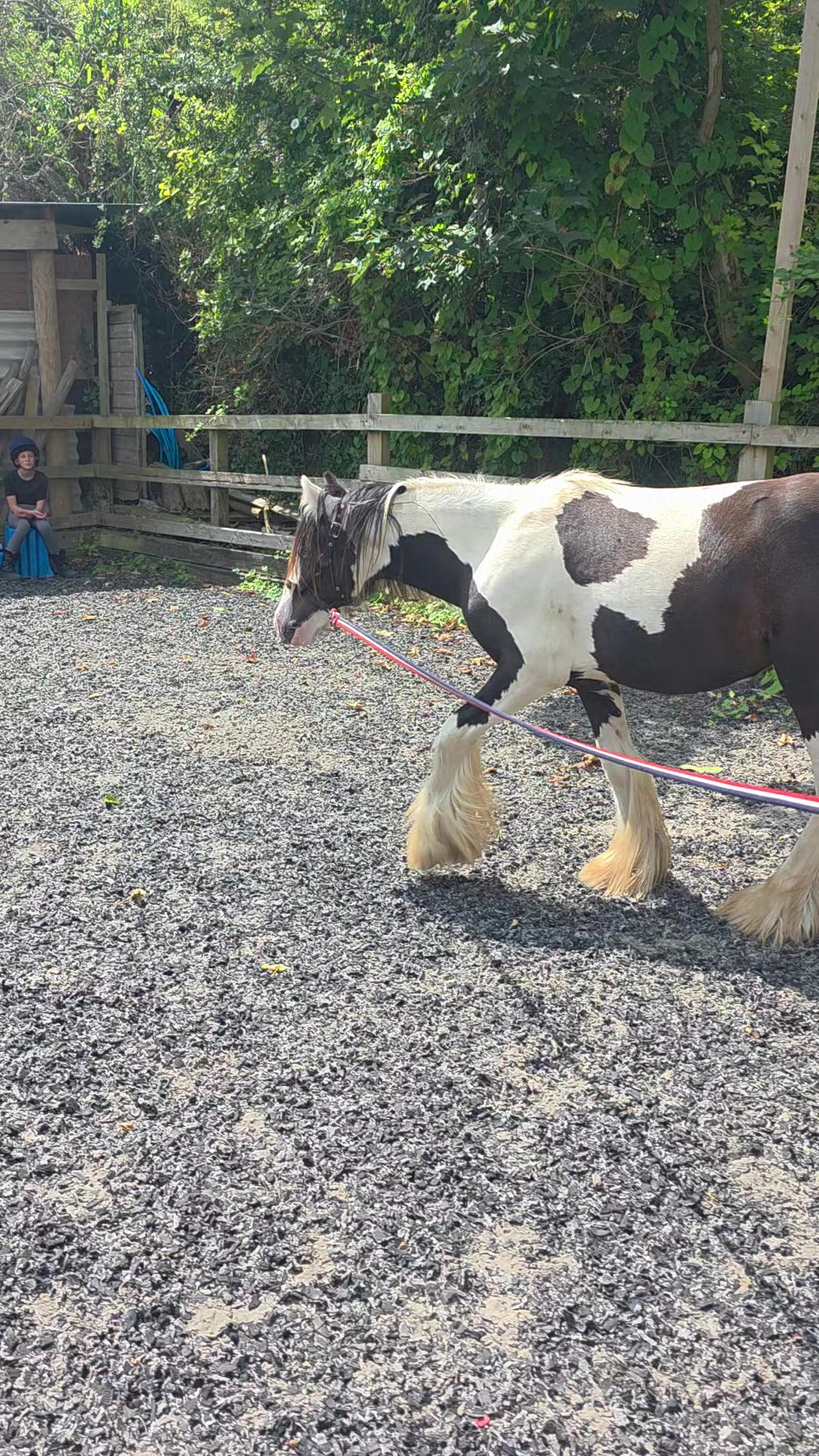 @Miniature horses