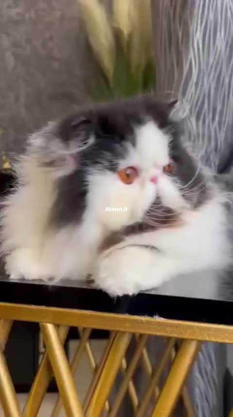 @_Humah_