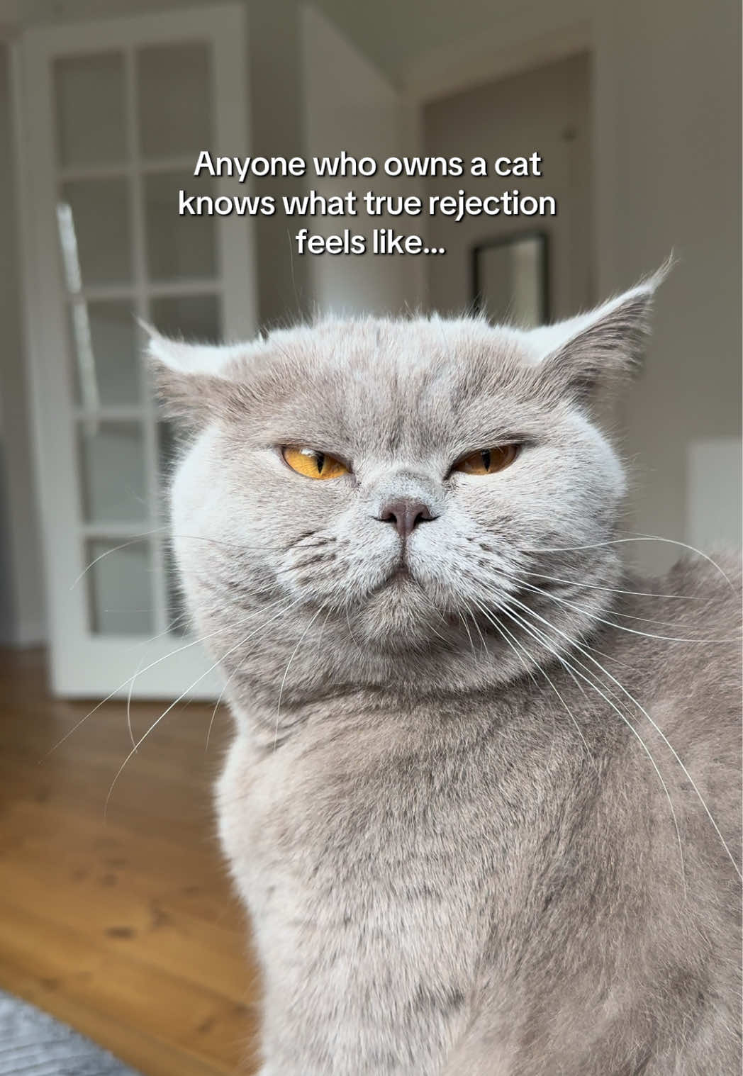 @Purrpawspals ✨